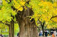 上海九棵古银杏树进入最佳观赏季（上海有哪些地方看银杏树）
