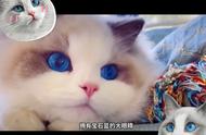 迷你世界猫怎么睡觉（迷你世界里面的猫去哪里了）