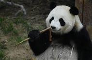 熊猫最稀少时是在哪几年（熊猫从古至今一共活了多少年）