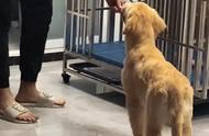如何训练狗狗随身跟随（怎么训练狗狗跟随散步）