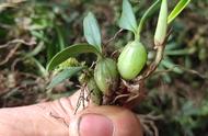 石仙桃可以人工种植吗怎么种（石仙桃盆栽的视频）