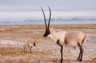 藏羚羊是哪个国家的保护动物（藏羚羊是哪个地方的一级保护动物）