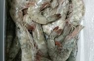 厄瓜多尔白虾野生养殖对比（厄瓜多尔白虾和养殖虾）