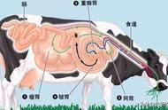 牛胃消化过程图（牛的四个胃消化过程图）