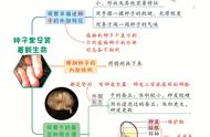 四年级下册科学思维导图第二单元（四年级下册科学二单元思维导图）