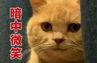 小橘猫吃什么东西好（小橘猫吃什么猫粮比较好）