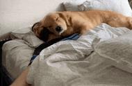 跟狗狗睡在同一个房间可以吗（泰迪放在卧室睡的危害）