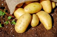 100吨土豆储存方法（300000斤土豆储存方法）