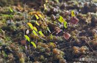 露天鱼池青苔怎么清除（鱼池青苔怎么去除最快最有效）