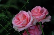 玫瑰花树的种植方法和注意事项（玫瑰最佳栽种时间）