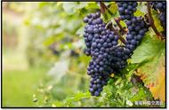 国内47种葡萄品种成熟时间表（葡萄最新品种产量高易管理）