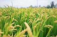 亚洲水稻种植业有哪几个（亚洲水稻种植业一年几熟）
