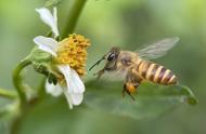 蜜蜂有几对翅膀图片（蜜蜂有几对翅膀几对足几对触角）