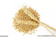 小麦的功效与作用和主治（小麦的功效与作用与副作用）