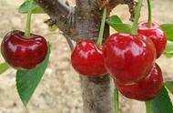 早大樱桃品种图片大图（25种大樱桃品种图片及价格）