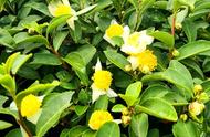 绿茶树一年开几次花（绿茶树可以在室内种植吗）