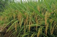 安徽亩产1000公斤稻谷品种（亩产1000公斤稻谷品种）