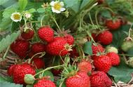 草莓的108种吃法（草莓的十种吃法）