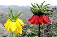 全球最漂亮罕见的花（全球最罕见稀奇的花图片）