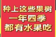 五月份适合种什么水果树（四五月份适合种什么树）