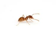 床上小红蚂蚁（床上红蚂蚁哪里来的）
