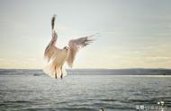 大海蓝天白云海鸥图片（大海蓝天白云海鸥的诗句）