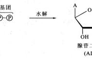 光合作用过了光饱和点影响因素（光饱和点和光补偿点移动规律）