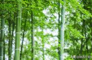 竹子是草本植物为什么长得高大（竹子为什么是生长最快的植物）