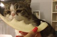猫咪不能吃什么水果（猫咪不能吃什么水果和蔬菜）