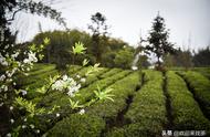 茶树种植哪种最好（茶树适合哪些地区种植）