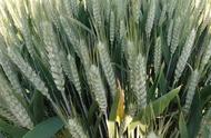 小麦专用肥配方（小麦肥价格）