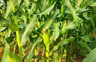 玉米一亩追肥多少尿素（玉米雨后撒尿素好吗）