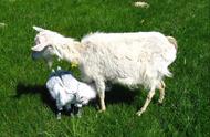 母羊产后泌乳不足怎么办（解决母羊产后奶水不足的实用方法）