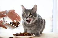 土猫为什么不建议吃猫粮（成猫一个月吃几斤猫粮）