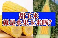 水果甜玉米和普通玉米的区别（水果玉米跟平常玉米有啥区别）