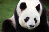熊猫为什么喜欢吃竹子60字（熊猫不给吃竹子会怎样）