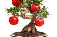 苹果种子能种成树吗（苹果种子能长成苹果树吗）