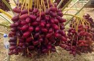 中东椰枣种植视频（椰枣中国什么地方适合种植）