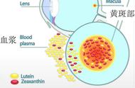 叶黄素的用法用量（叶黄素的正确用法和用量）