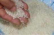 大米保存10年的方法（米中放一物五年不长虫）