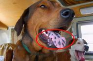 狗狗的舌头有刺吗（狗狗舌刺是怎么回事）