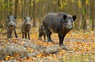 野猪属于国家几级野生保护动物（一二三级保护动物目录）