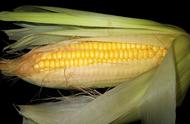 玉米的主要营养成分含量表（玉米的营养成分和价值）