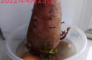 水培红薯生长过程日记图片（水培红薯的方法和步骤图片图文）