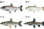 养殖鱼技术和方法（2023年养鱼前景）