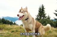 阿拉斯加犬性格独立的表现（阿拉斯加犬的优缺点容易生病吗）