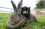 宠物兔最大可以长到几厘米（宠物兔能长到最大的是多大）