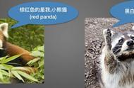 小熊猫为什么不是一级保护动物（国家一级保护动物都有哪些）