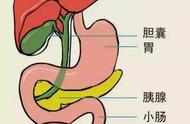 人体进食多久胆囊收缩