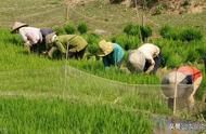 目前高产水稻品种（高产水稻前十名的品种）